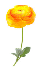 Wall Mural - buttercup