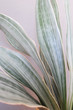 Zimmerpflanze (Bogenhanf - Sansevieria trifasciata 'Metallica') Nahaufnahme vor grauem Hintergrund
