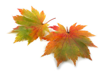 multicolor autumn maple leaves