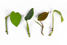 Various Leaf And Stem Cuttings From Tropical House Plants Used For Propagation On White Background