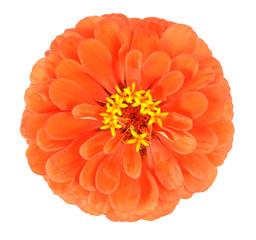 Wall Mural - zinnia flower