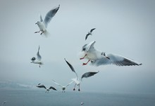 Seagulls Flying Against Sky