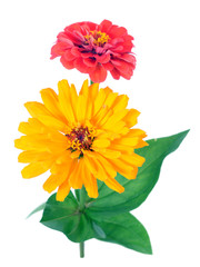 Wall Mural - zinnia