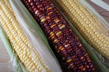 Poster - Corn on table