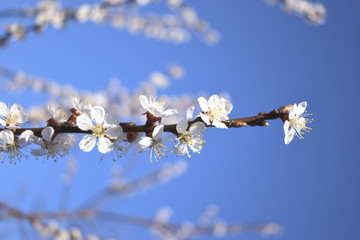 Wall Mural - cherry blossom in spring
