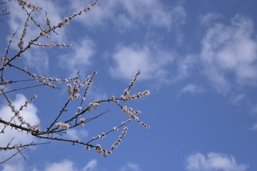 Wall Mural - tree branches against blue sky