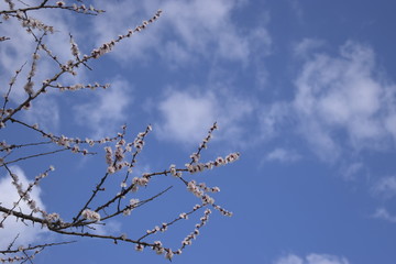 Wall Mural - branches of a tree