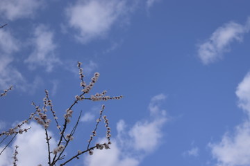 Wall Mural - sky and clouds