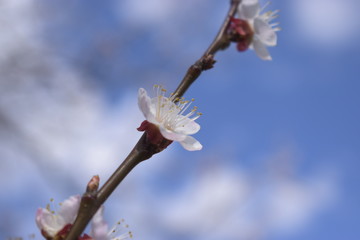 Wall Mural - cherry blossom in spring