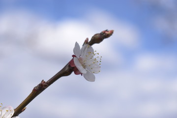 Wall Mural - branch of a tree with buds
