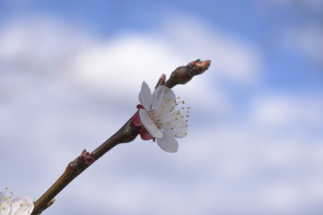 Wall Mural - buds of a tree