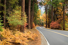 Road Amidst Trees During Autumn At Yosemite National Park