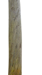 Poster - pine trunk isolated on a white background. tree for design
