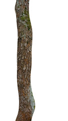 Poster - pine trunk isolated on a white background. tree for design