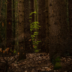 Wall Mural - Young green beech leaves between old tree trunks in a dark forest, copy space