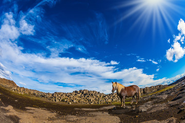 Wall Mural - Icelandic horse standing on the ground