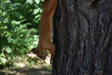 squirrel on tree