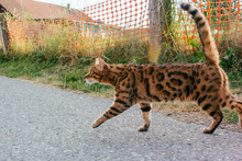 Close-up Of Bengal Cat On Road Against Fence