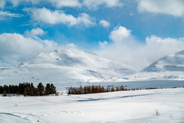 Small gatherings of trees in front of a tall 
snowy mountain in the distance. The weather is clear and there are few clouds in the sky.