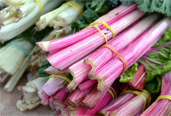 Canvas Print - swiss chard