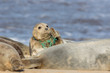 canvas print picture - Animal welfare. Seal caught in plastic fishing net. Marine pollution.