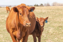 Red Angus Cow With Calf