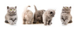 Fototapeta Koty - Small gray kitten isolated on white background