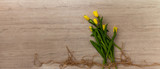 Fototapeta Tulipany - Bukiet żółtych tulipanów 