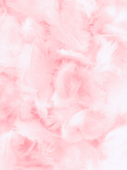 Wall Mural - Beautiful abstract white and pink feathers on white background and soft white feather texture on pink  pattern and pink background, feather background, pink banners