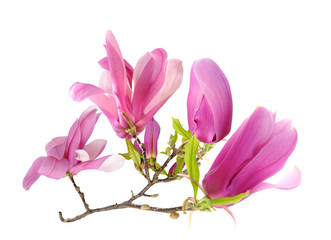 Canvas Print - pink magnolia