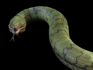 Wall Mural - A large, toothy green snake. 3d rendering