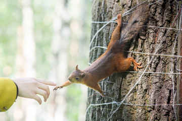 the squirrel reaches for the man's hand