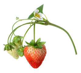 Sticker - strawberry