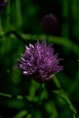 Wall Mural - purple thistle flower