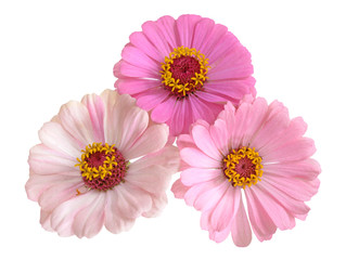 Wall Mural -  pink  zinnias