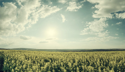 Wall Mural - panorama with big rape fields