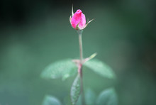 Close-up Of Pink Rose Against Blurred Background