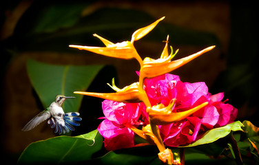 Spectacular flight of a beautiful hummingbird