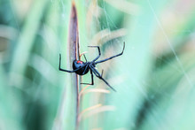 Close-up Of Black Widow Spider