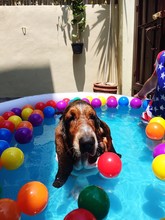 Close-up Of Basset Hound In Swimming Pool With Colorful Balls
