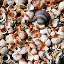 Full Frame Shot Of Seashells At Beach