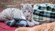 White Tiger Cub Relaxing On Blanket