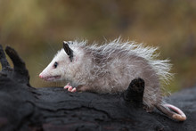 Virginia Opossum (Didelphis Virginiana) Joey Sits Alone On Log Autumn