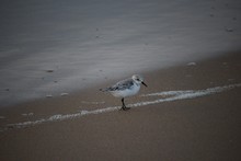 Bird On Shore At Beach