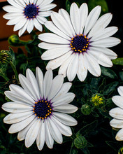 African Daisy White Flower