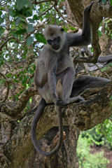 Wall Mural - Monkey sitting on the tree, Sri Lanka