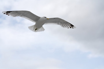 Seagull flying in blue sky big bird