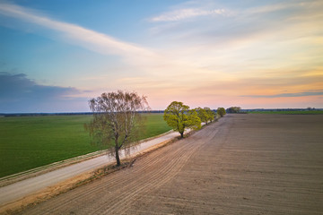 Wall Mural - Rural dirt road with trees. Beautiful countryside sunset