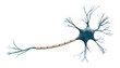 Generic blue neuron cell model isolated on a white background with copy space. Science, neuroscience, biology, microbiology, neurology 3d rendering illustration.