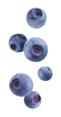 Wall Mural - falling blueberries isolated on white background.